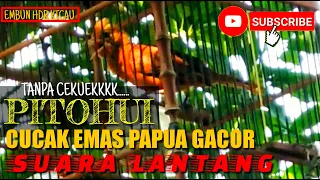 cucak emas papua gacor volume lantang dan jernih
