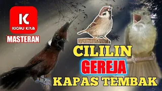 masteran kompilasi gereja tarung cililin dan kapas tembak