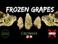 Frozen Grapes Strain Review - Grown4