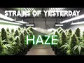 The REAL Story on STRAINS of HAZE Cannabis 2024