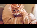 Cat Specialists Petco