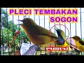 Download Lagu pleci nembak SOGON  || bikin sogon pada esmosi ||