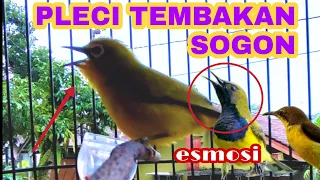 Download pleci nembak SOGON  || bikin sogon pada esmosi || MP3