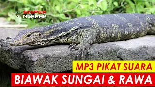 Download LANGSUNG PADA NGUMPUL...!!! SUARA MEMANGGIL BIAWAK DI SUNGAI MAUPUN RAWA MP3