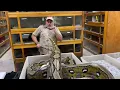 ANGRY RETICULATED PYTHON with EGGs at Prehistoric Pets