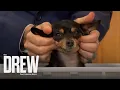 How to Have an At-Home Pet Spa Day Simple Grooming Tips for Dogs Cats