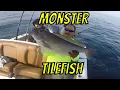 7 CITATIONS Monster Blueline Tilefish out of VA Beach
