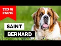 99 of Saint Bernard Owners Don t Know This