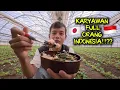 Download Lagu INI DIA TEMPAT KERJAKU DI PERTANIAN STRAWBERRY JEPANG!! PEKERJANYA FULL ORANG INDONESIA!