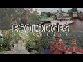 Download Lagu The Rimba Orangutan Ecolodge is now open, we are ready to for the guests.