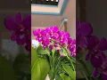 Download Lagu Anggrek Ang Peng Boon 5% #bicaraanggrek #orchid #flowers #nature #beautiful