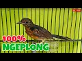 Download Lagu TERBAIK - PANCINGAN MURAI TROTOL BIAR NGEPLONG