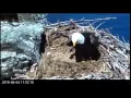 Hatch Underway - Close Up View of Egg