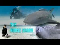 SHARK FACTS THE NURSE SHARK