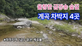 [청정계곡]금강송 숲 계곡 / 청정지역 맑은물 차박지 4곳 썸네일
