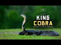 The King Cobra - Nature s Ultimate Predator