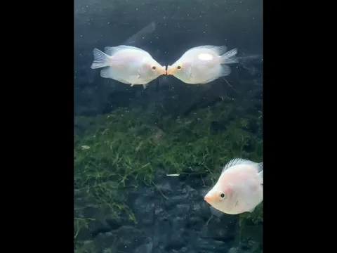 Ikan Ini Selalu Berciuman 💕
