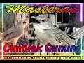 MASTERAN CIMBLEK GUNUNG