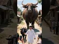 Download Lagu Pak Haji Bawa kambing dan Sapi Jumbo untuk Qurban di Kota Maya. #trending #sapiqurban2025