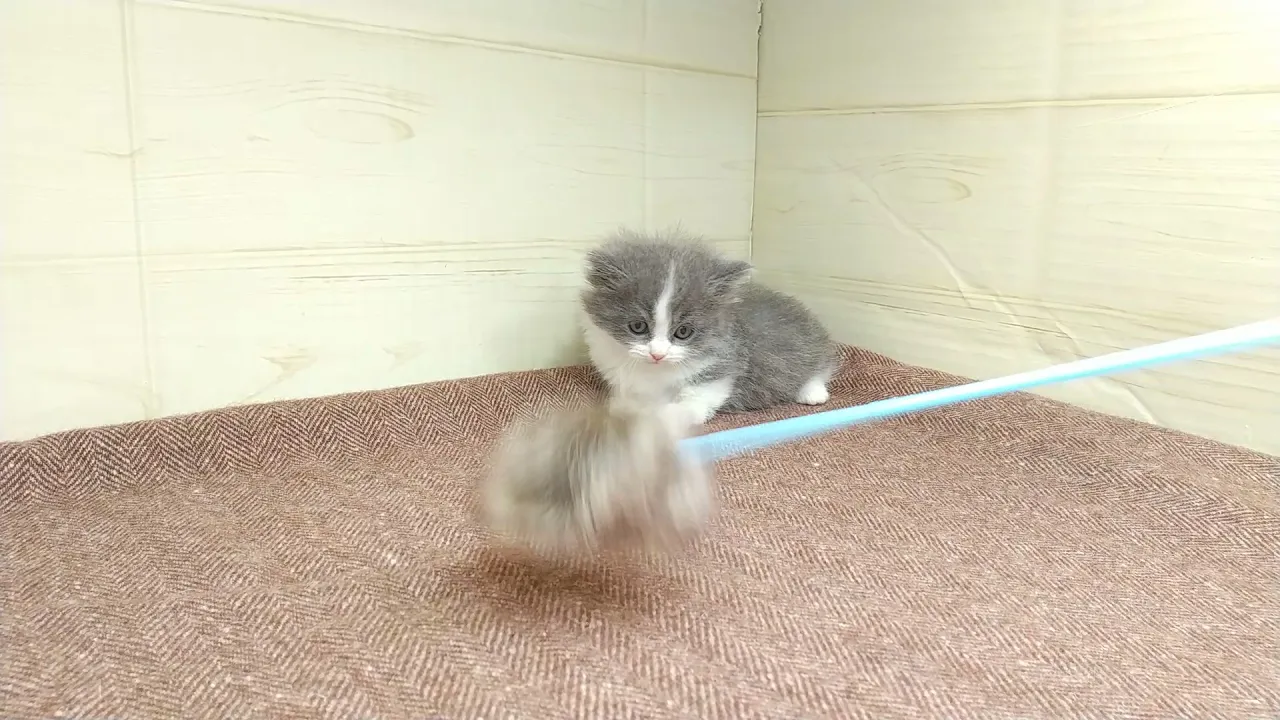 動画