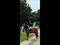 Download Lagu Sundance: TOULON x UNIQUE II DRUM VH JUXSCHOT - 2018 gelding