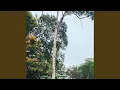 Download Lagu Pahlawan neneku