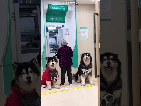 True Friendship of Twin Huskies ❤️🐶