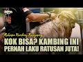 Kaki Petung Farm: Jual Satu Kambing, Setara Harga Rumah - Breeding Kambing KONTES Kaligesing!