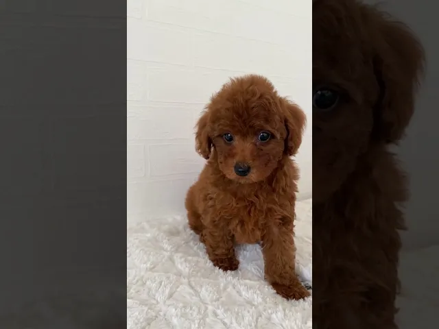 動画