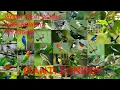 Download Lagu Suara pikat mp3 Segala Semua jenis burung Ribut 100% terbukti Ampuh