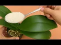 Download Lagu Just Need Rice! Orchid leaves immediately grow roots and bloom all year round
