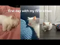 first day with my first kitten munchkin ragdoll
