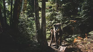 Champ Finally Found the Perfect Stick – Moto Dog Diaries 17