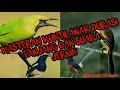 Download Lagu Masteran KUNTILANAK untuk cucak ijo,murai,cendet,Kacer dan lain-lain durasi panjang dan suara jernih