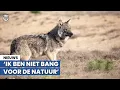 Download Lagu 'Probleemwolf' mag afgeschoten worden: 'Pitbulls vallen ook mensen aan!'