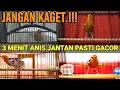 Download Lagu DARING ANIS MERAH NGEPLONG TELER NRATAK UNTUK MERANGSANG BUNYI BIKIN CEPAT GACOR