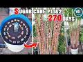 How to Successfully Grow Sugar Cane in Containers at Home Step-by-Step Guide Part1 2