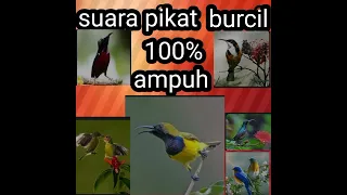 suara pikat burung kecil 100 ampuh