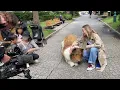 People's reactions to seeing a realistic dog costume!