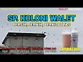 Suara Panggil Koloni Walet Kualitas Super Bersih dan Jernih