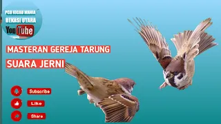 masteran burung gereja tarung suara jernih