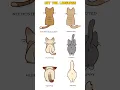 Download Lagu Cat Tail Language - Cat Tail Meaning Body Language