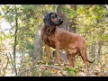 Bavarian Mountain Hound Pros and Cons Owning a Bavarian Mountain Hound
