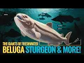 The Giants of Freshwater Beluga Sturgeon and More