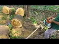 Chainsaw STIHL MS720 36inch Test and Review - Powerfull