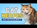 Cat Herpes What It Is and What You Can Do About It