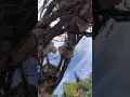 Lagu Floating mountain of Pandora avatar land