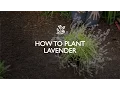 How To Plant Lavender