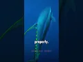 Download Lagu The Science Behind Tuna Fish