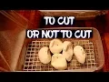 Snake eggs - should you cut them open at the end of incubation